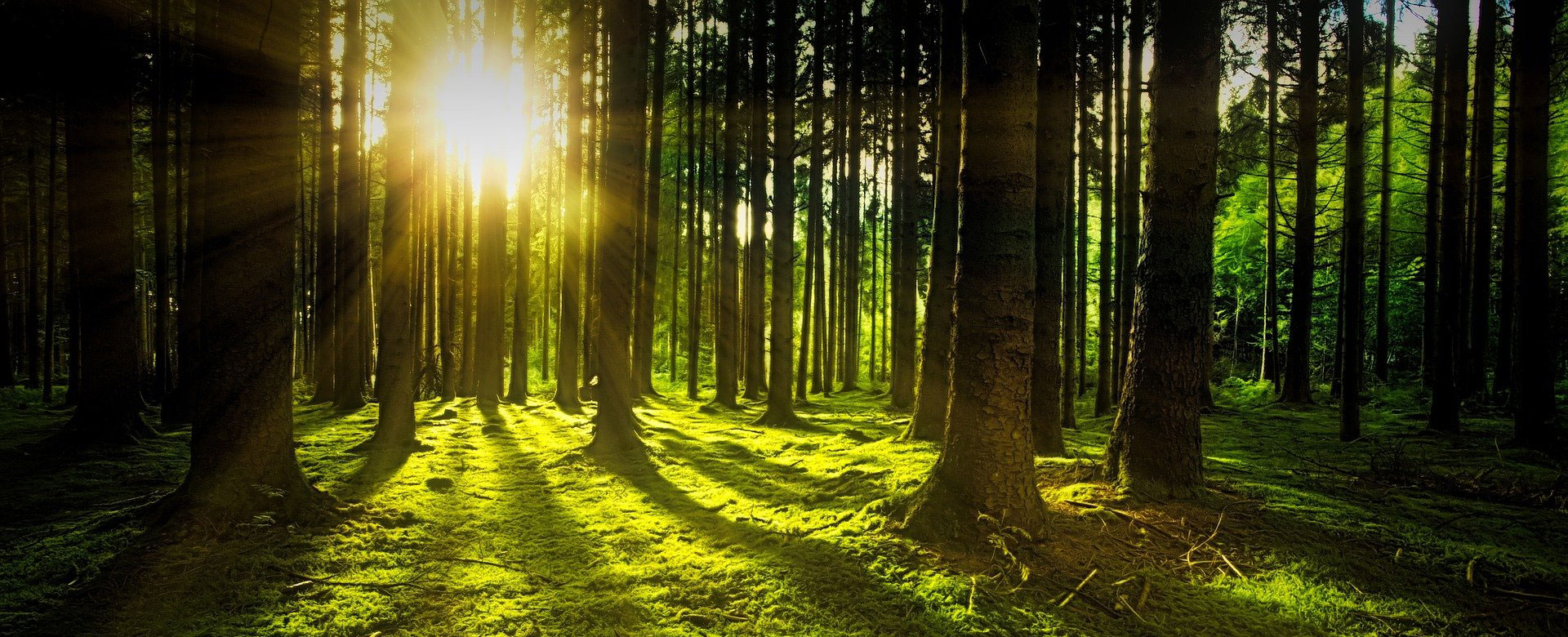 Nachhaltige Möbel von FRANK Schranksysteme Sonnenlicht fällt durch einen grünen Wald – Symbol für Nachhaltigkeit und Naturverbundenheit von FRANK Schranksysteme.